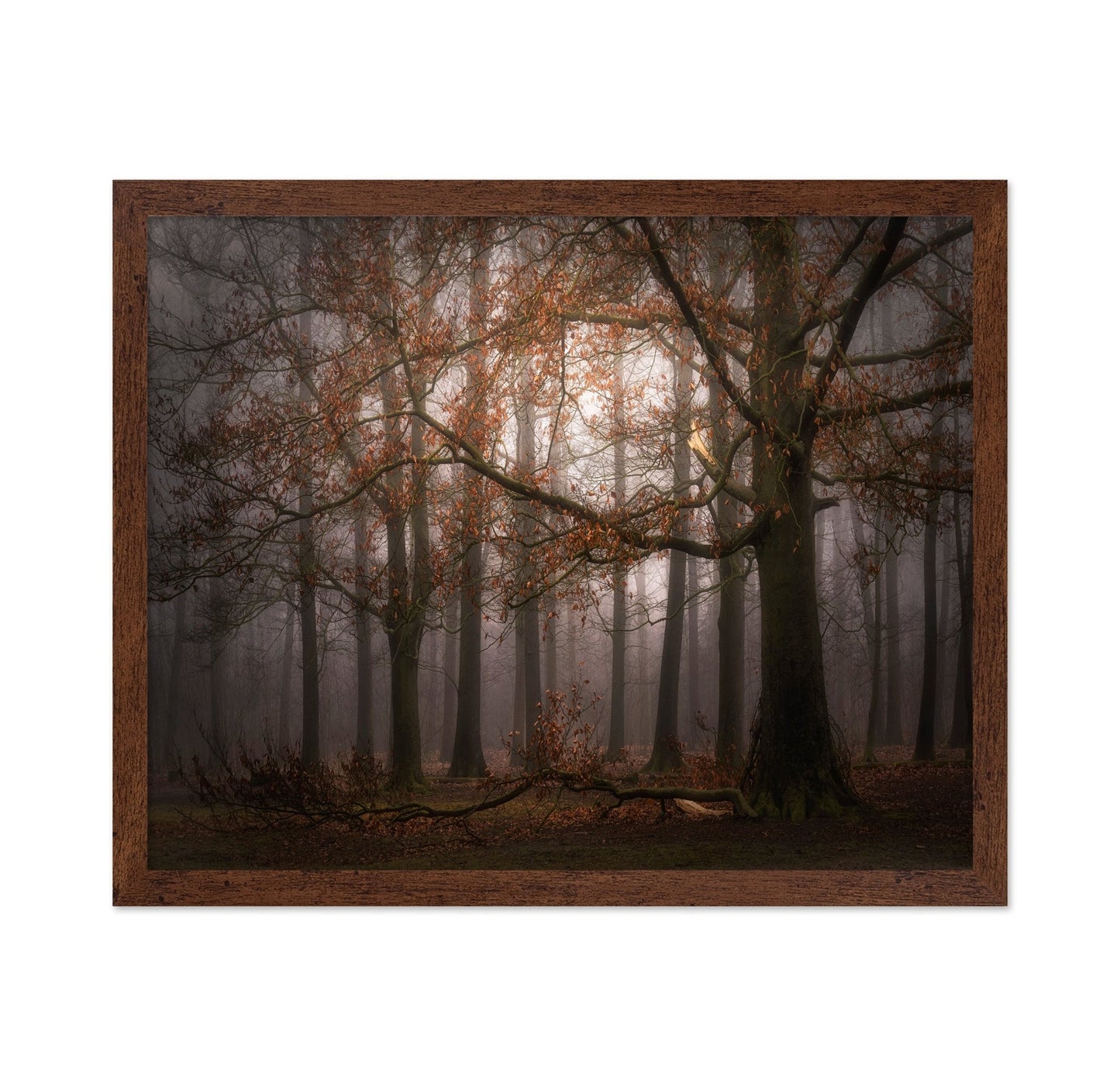 Autumn Forest Mist No1