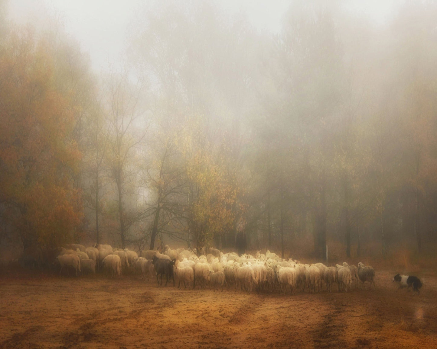 Misty Sheep Herd