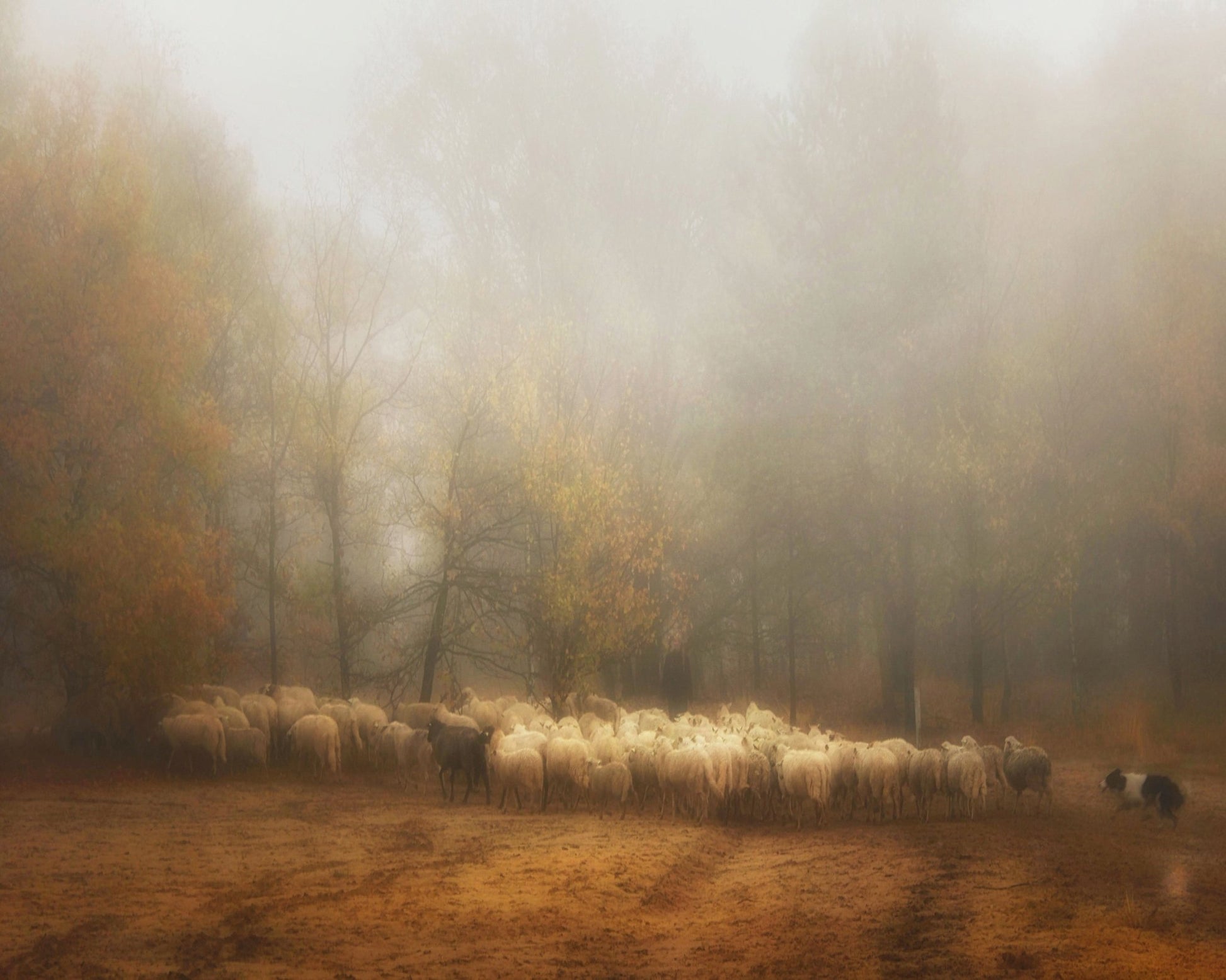 Misty Sheep Herd