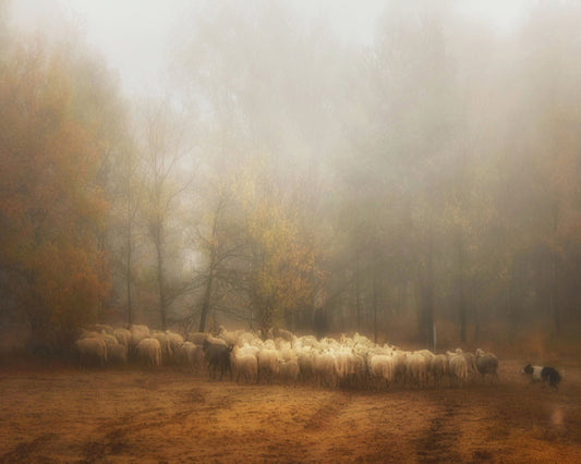 Misty Sheep Herd