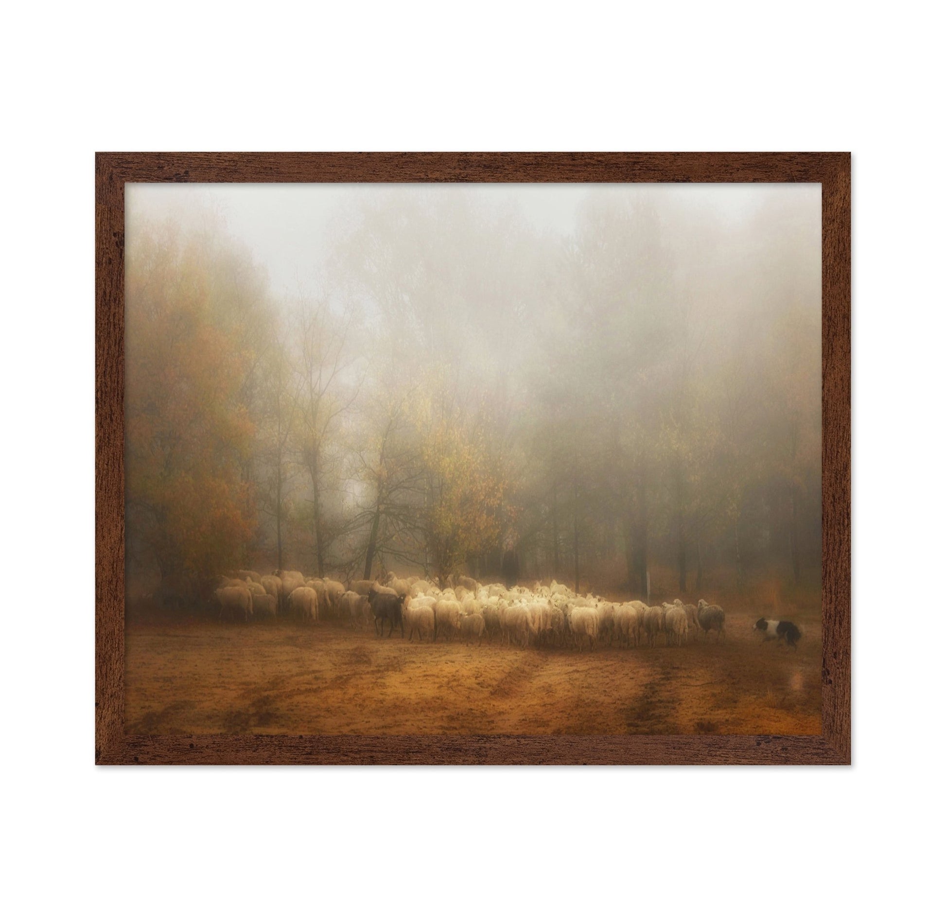 Misty Sheep Herd