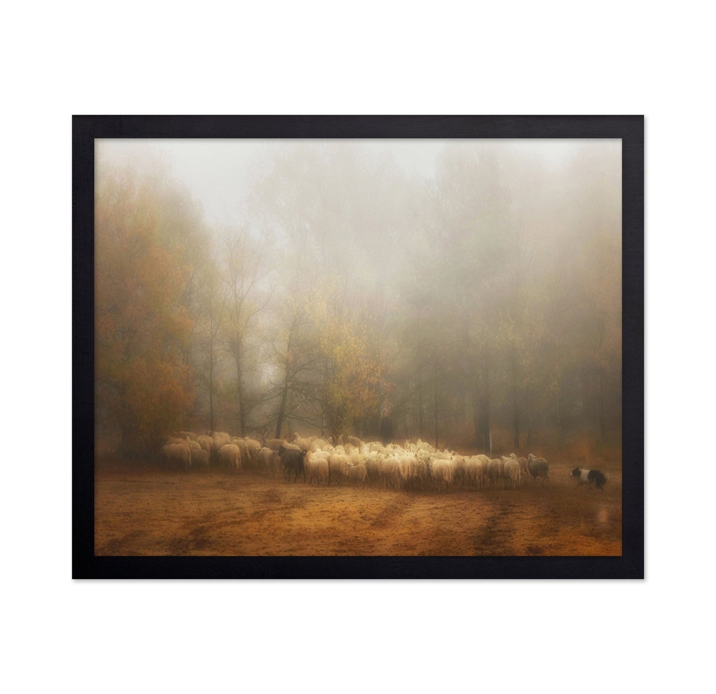 Misty Sheep Herd