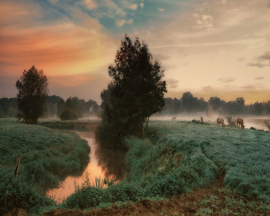 Misty Pasture Sunrise