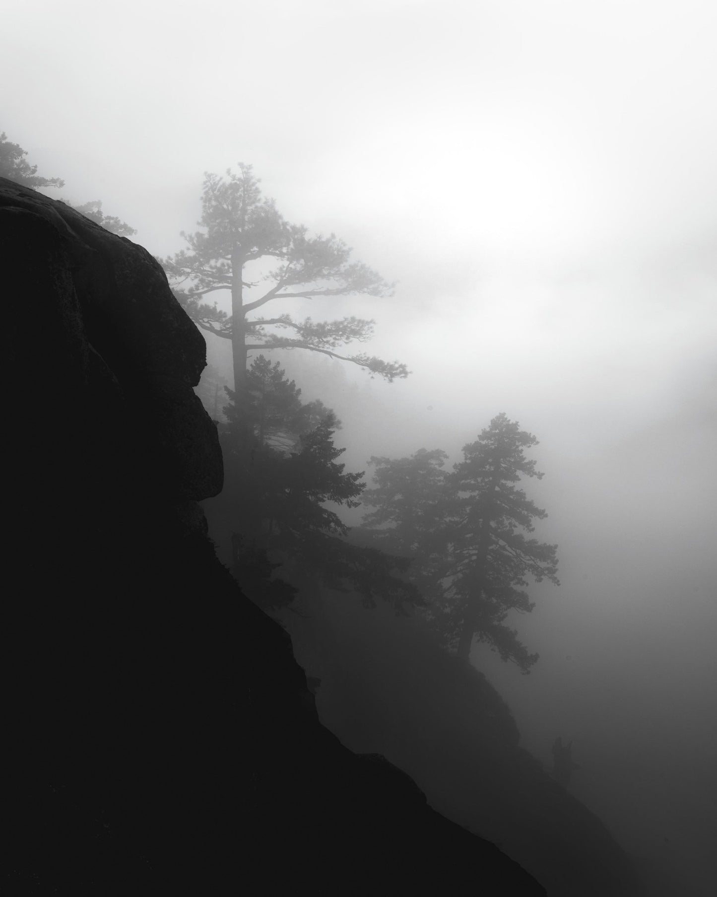 Foggy Cliff Pines