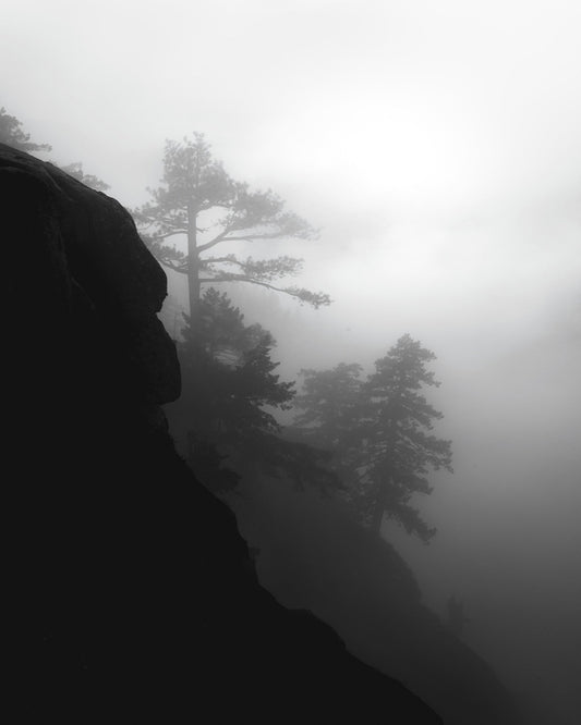 Foggy Cliff Pines