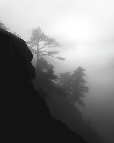 Foggy Cliff Pines