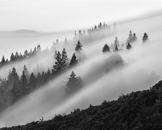 Misty Mountain Pines