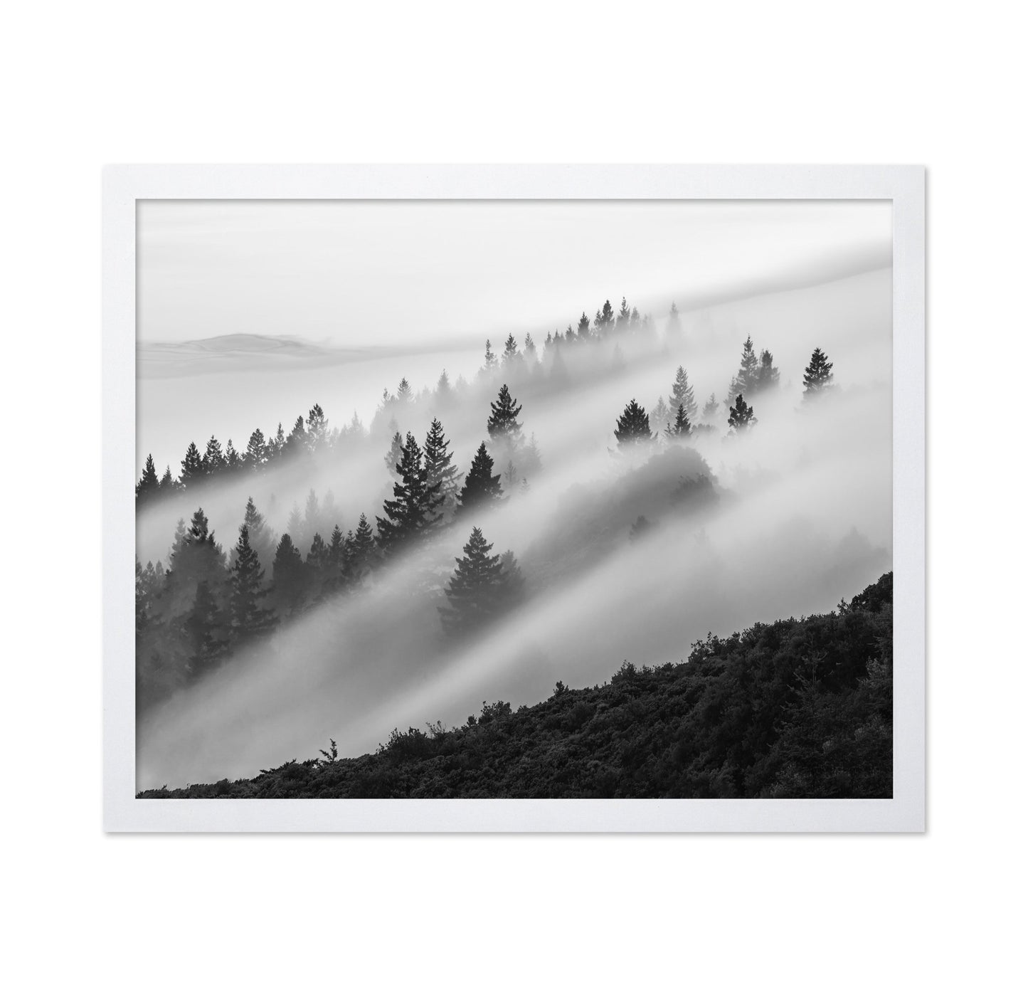 Misty Mountain Pines