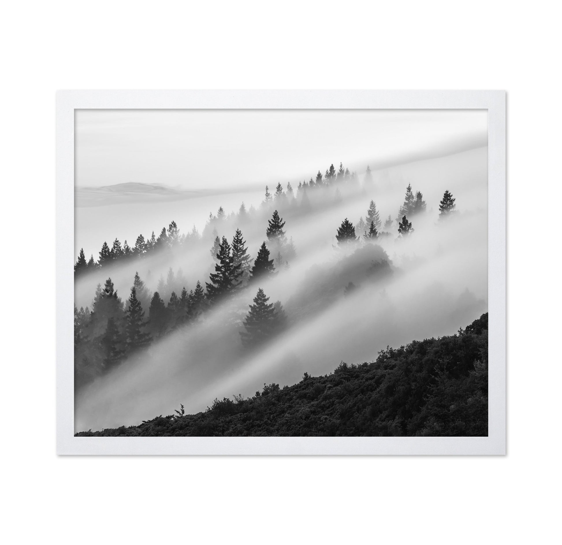 Misty Mountain Pines