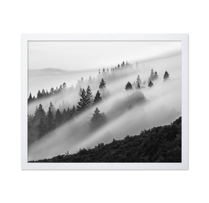 Misty Mountain Pines