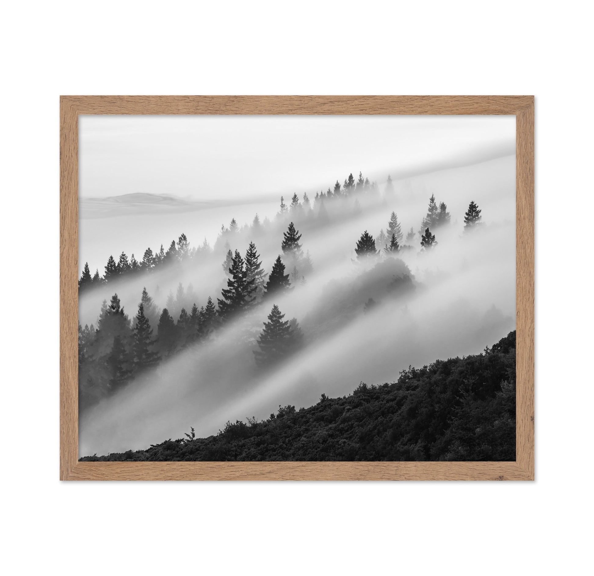 Misty Mountain Pines