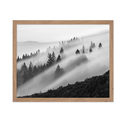 Misty Mountain Pines