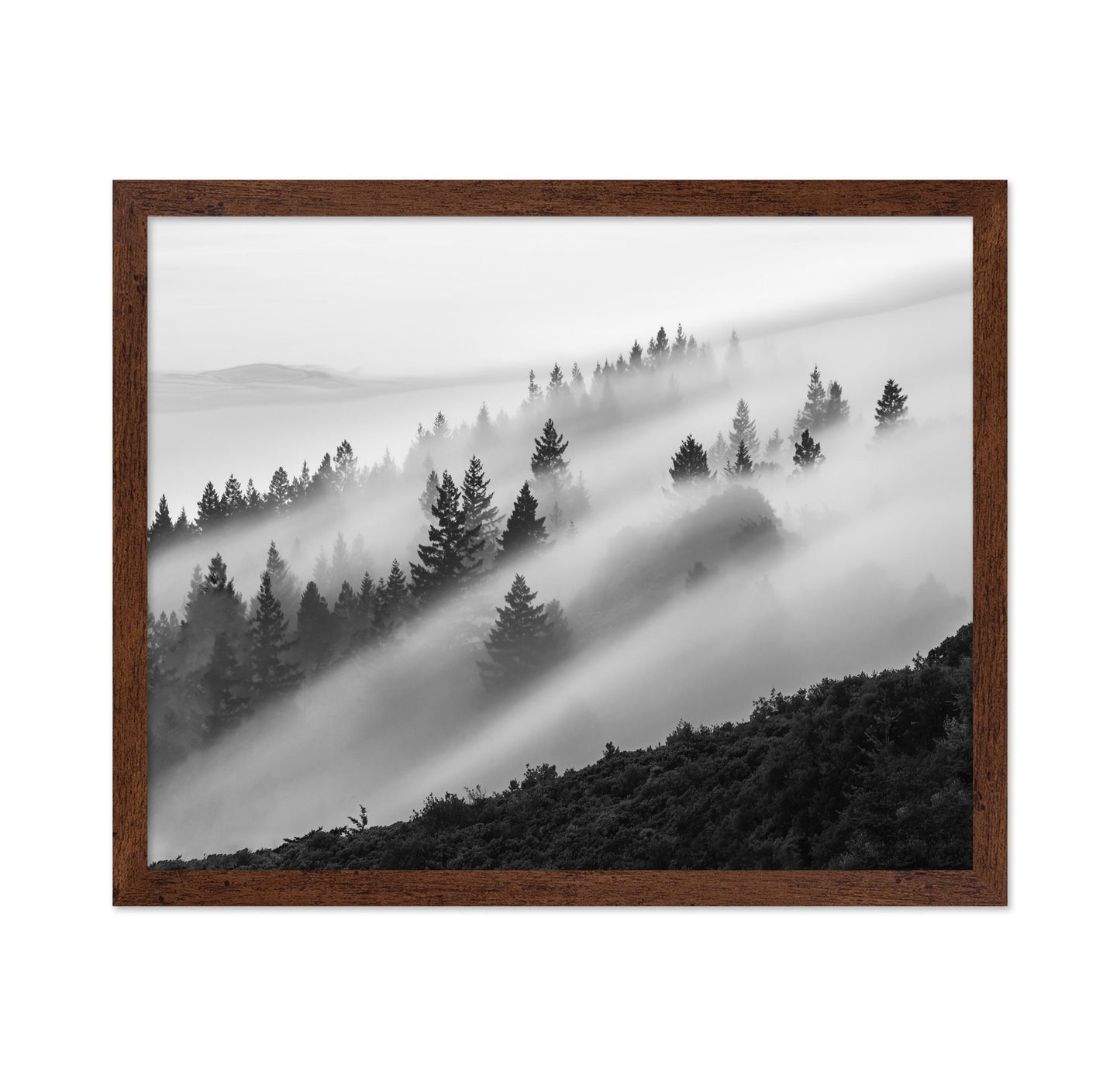 Misty Mountain Pines