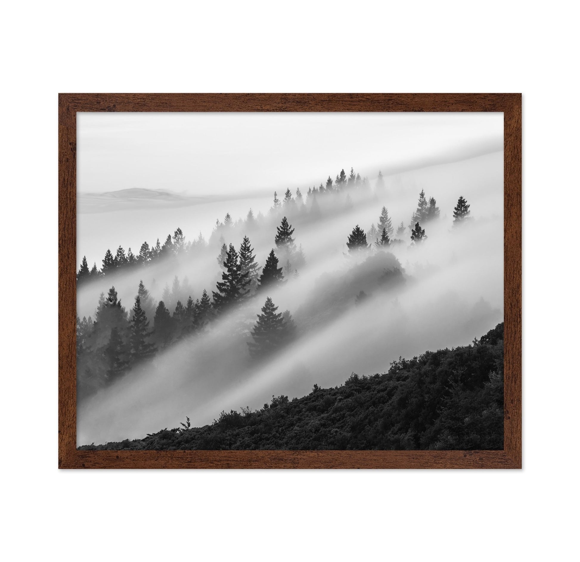Misty Mountain Pines