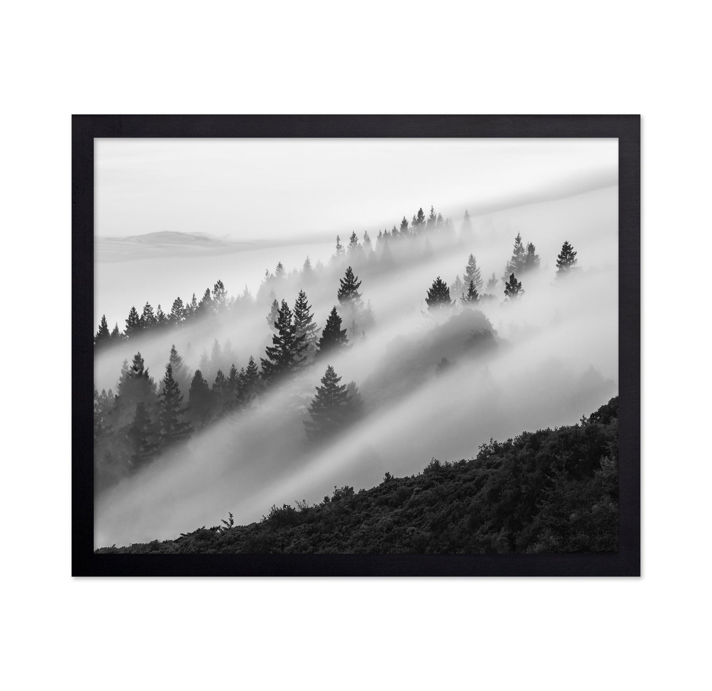Misty Mountain Pines