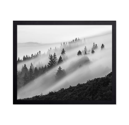 Misty Mountain Pines