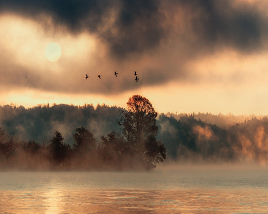 Birds Over Mist Lake
