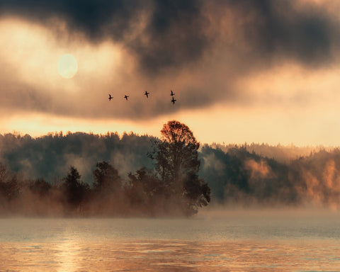 Birds Over Mist Lake