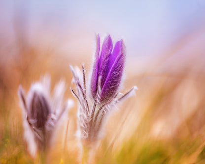 Purple Bloom Bud