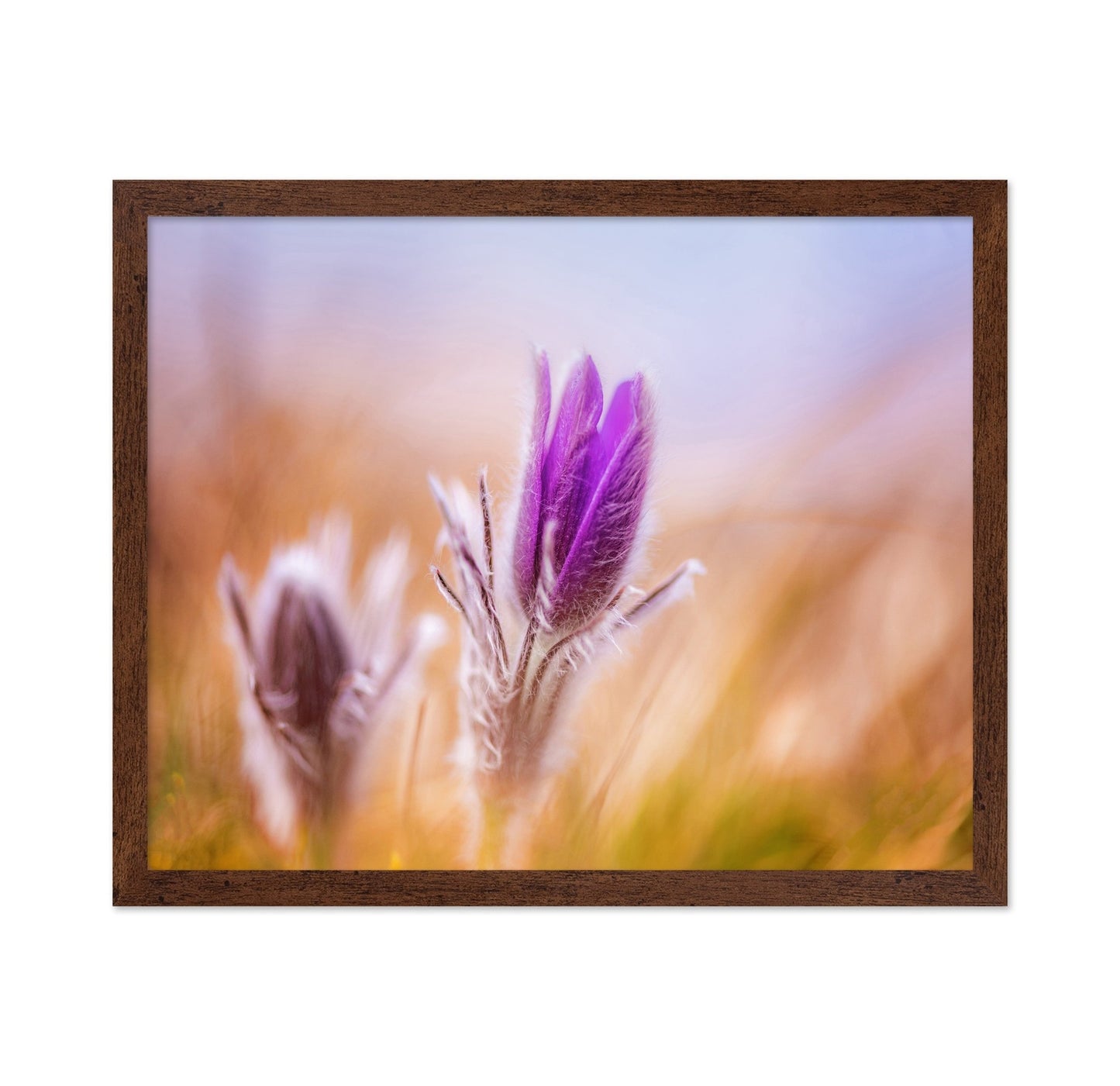 Purple Bloom Bud