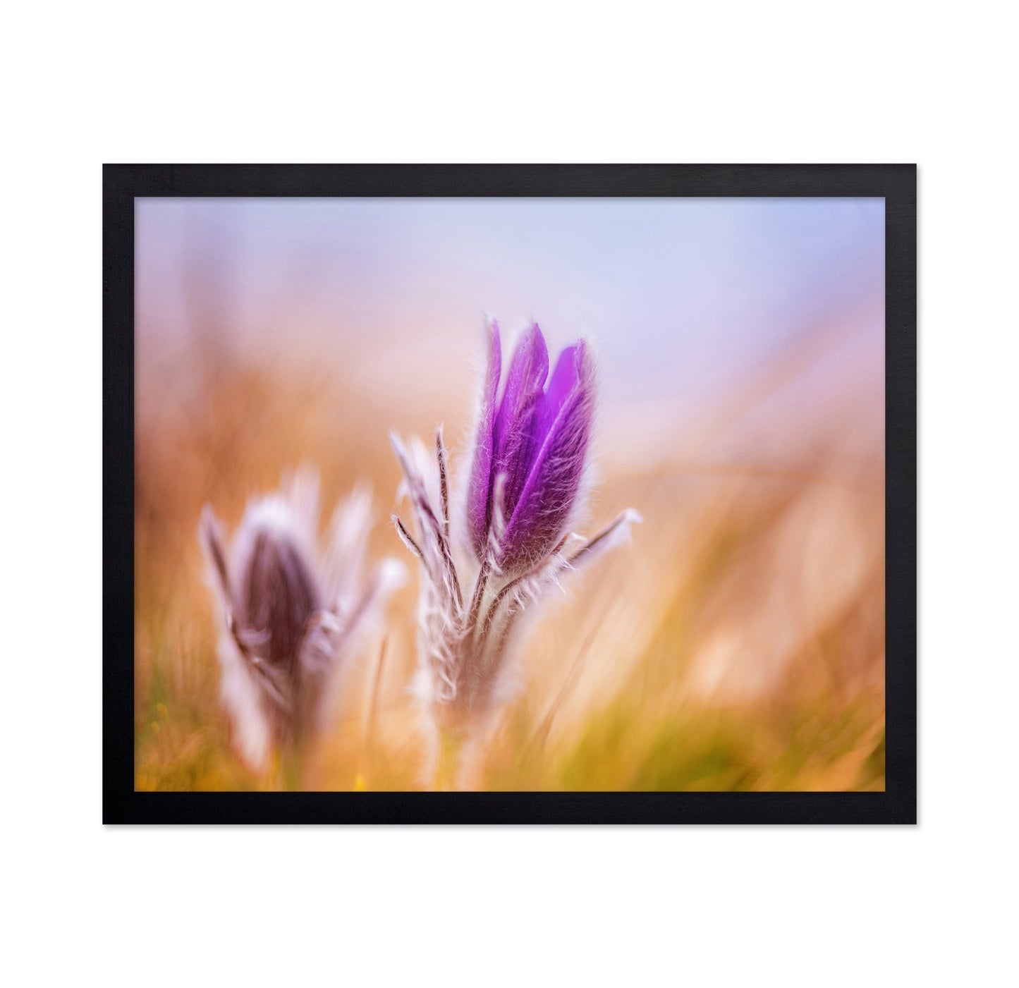 Purple Bloom Bud