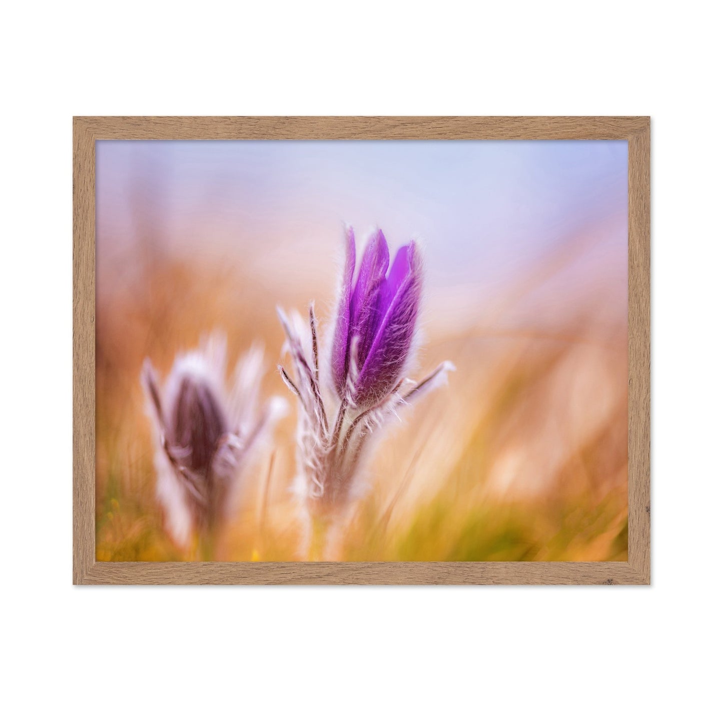 Purple Bloom Bud