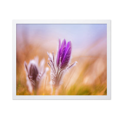Purple Bloom Bud