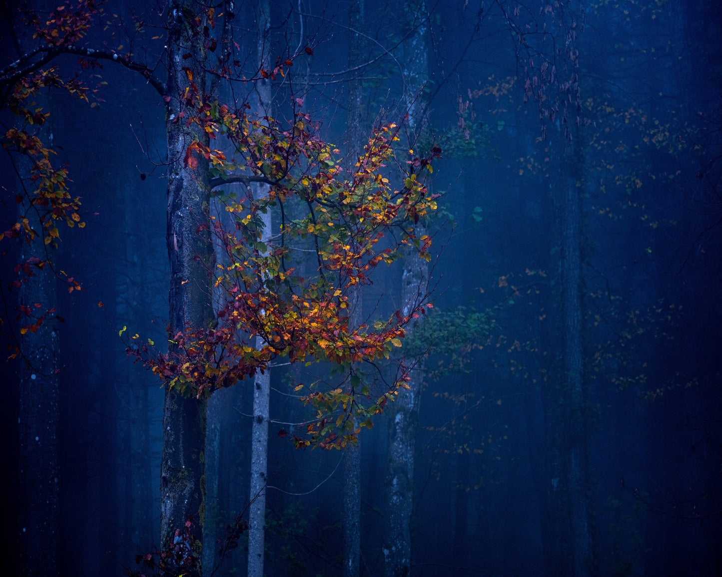 Autumn Leaves Glow