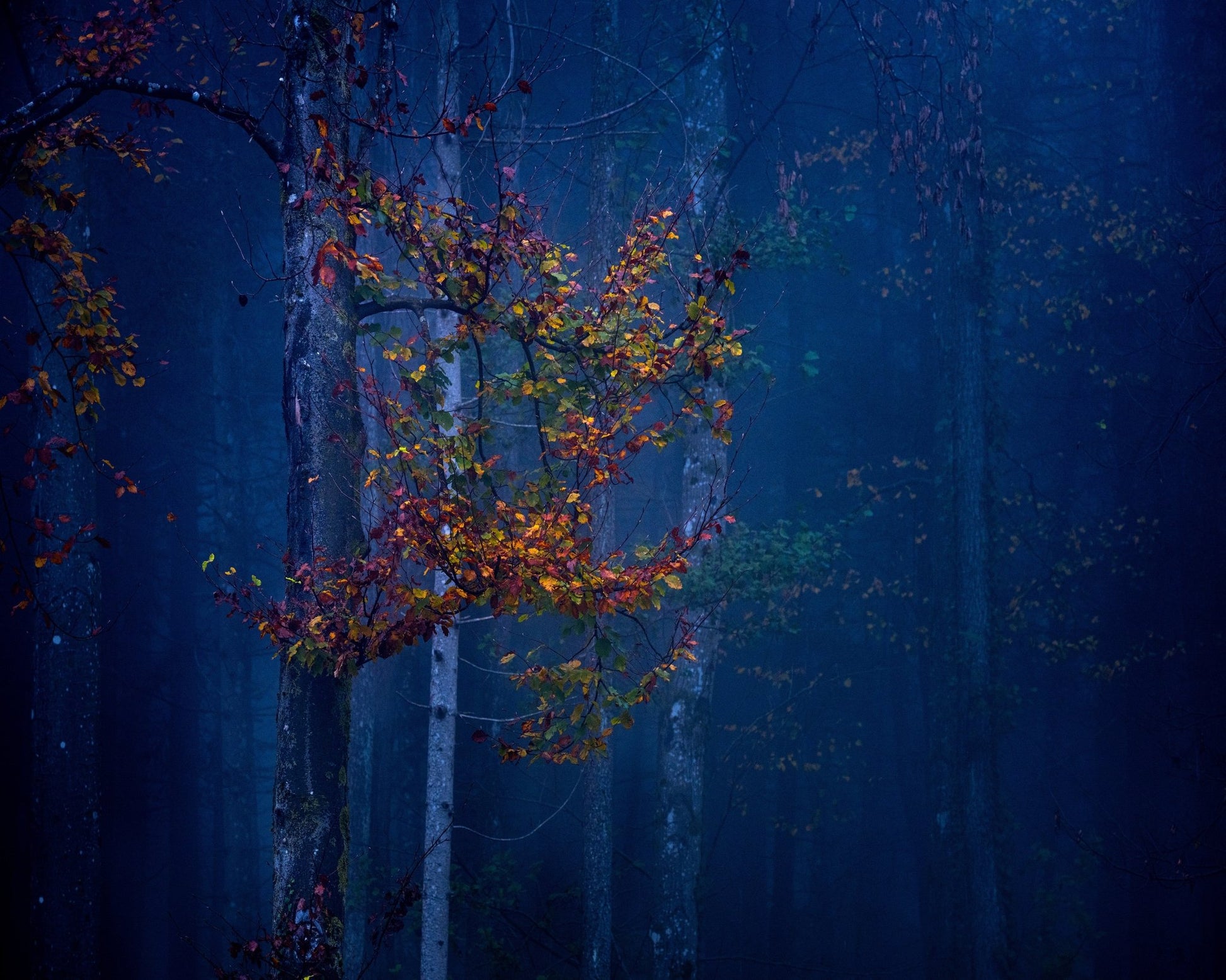Autumn Leaves Glow