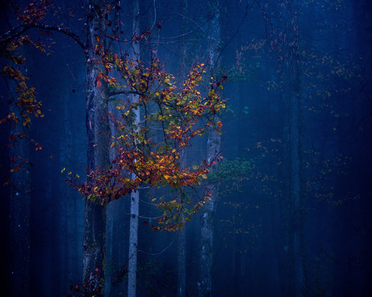Autumn Leaves Glow