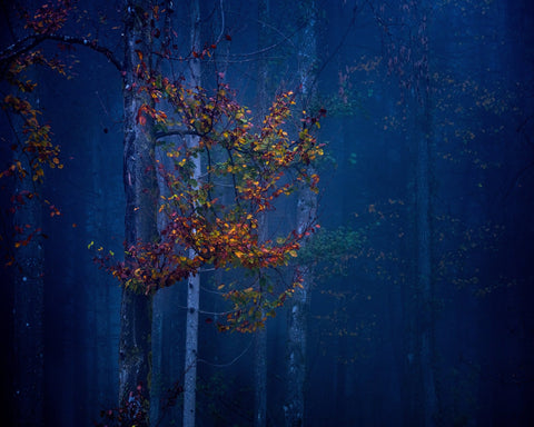 Autumn Leaves Glow