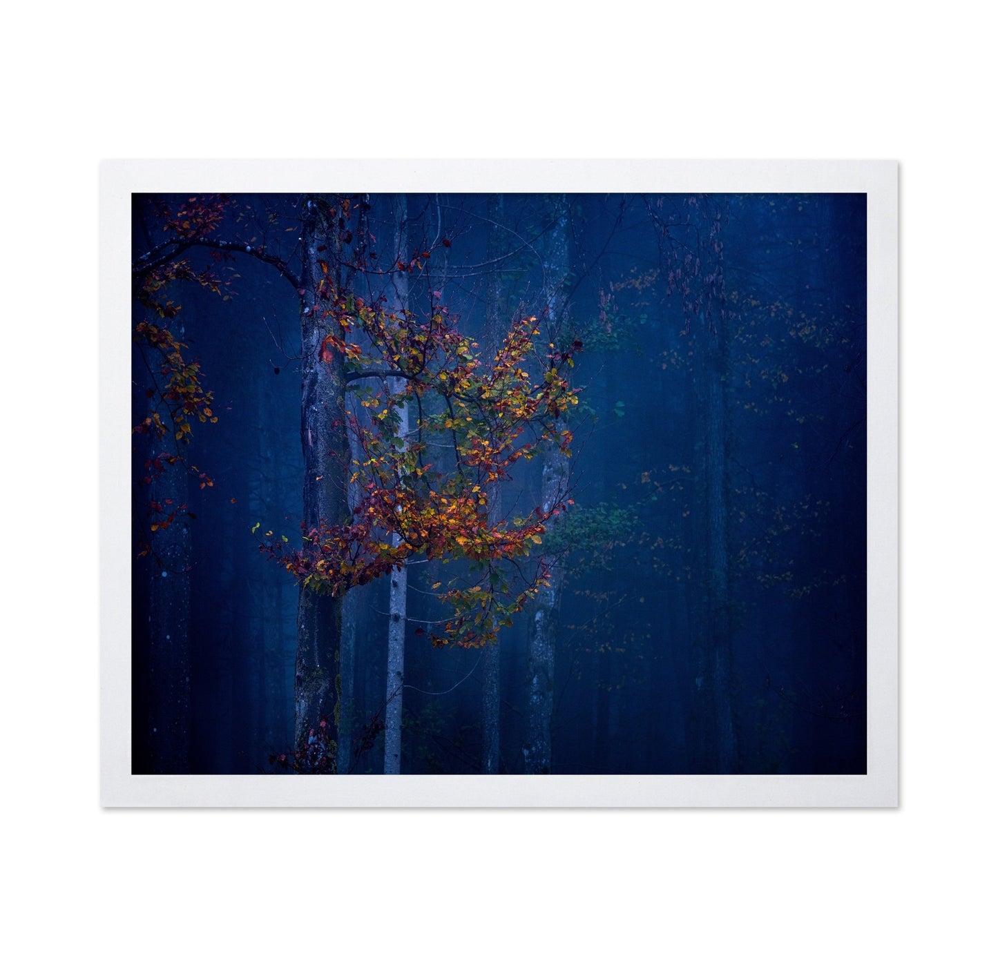 Autumn Leaves Glow