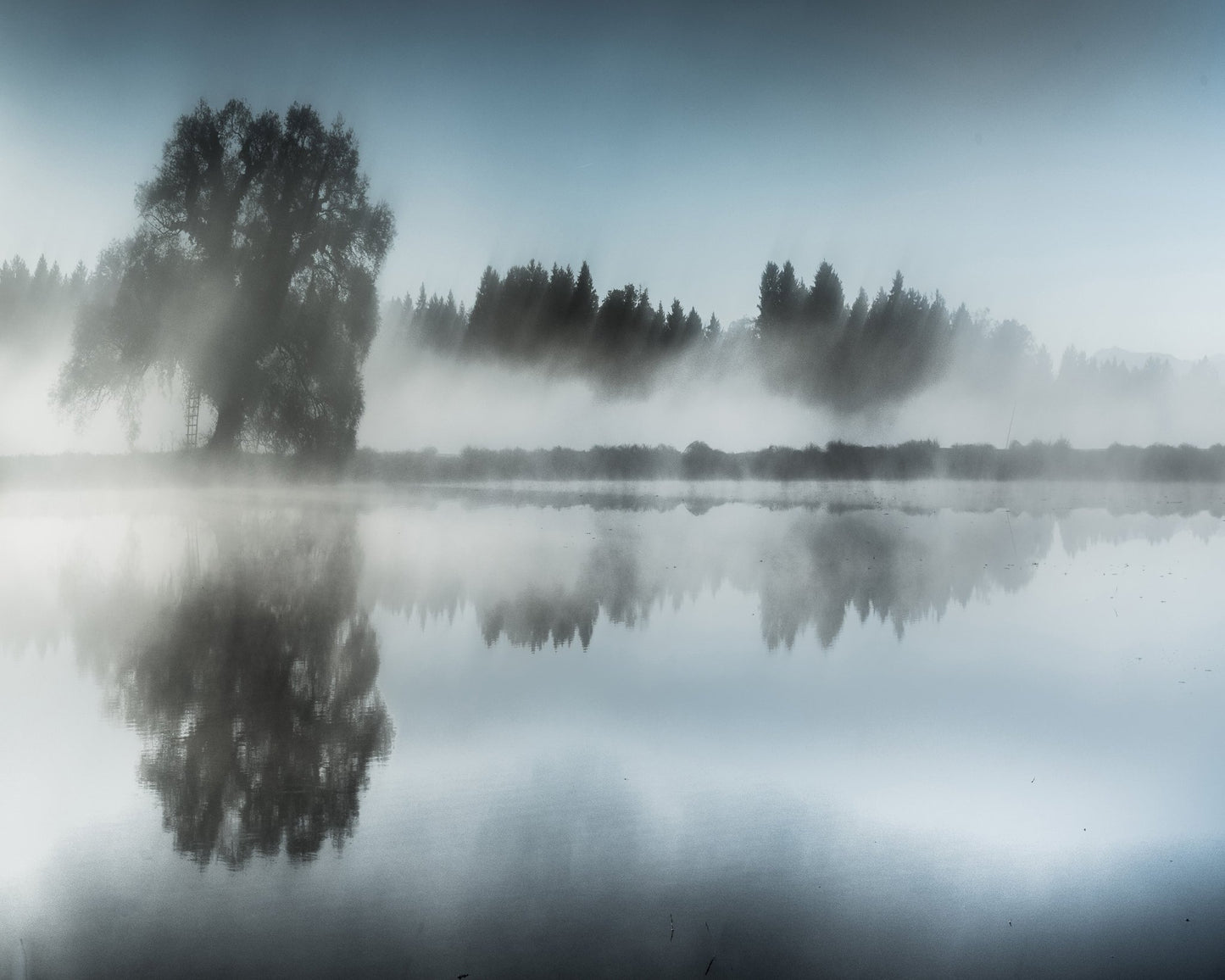 Misty Tree Reflection