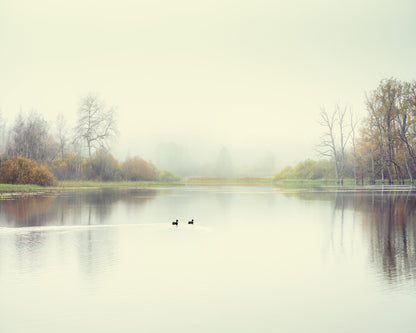 Quiet Lake Ducks