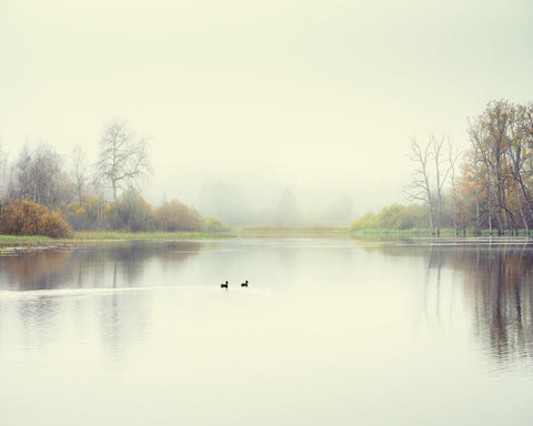 Quiet Lake Ducks