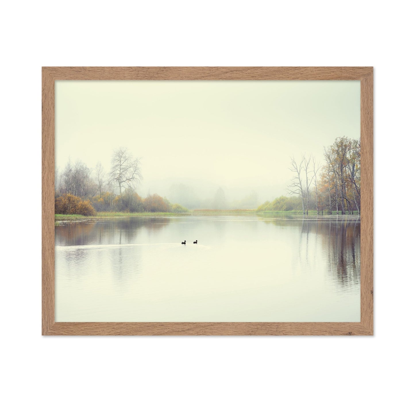 Quiet Lake Ducks