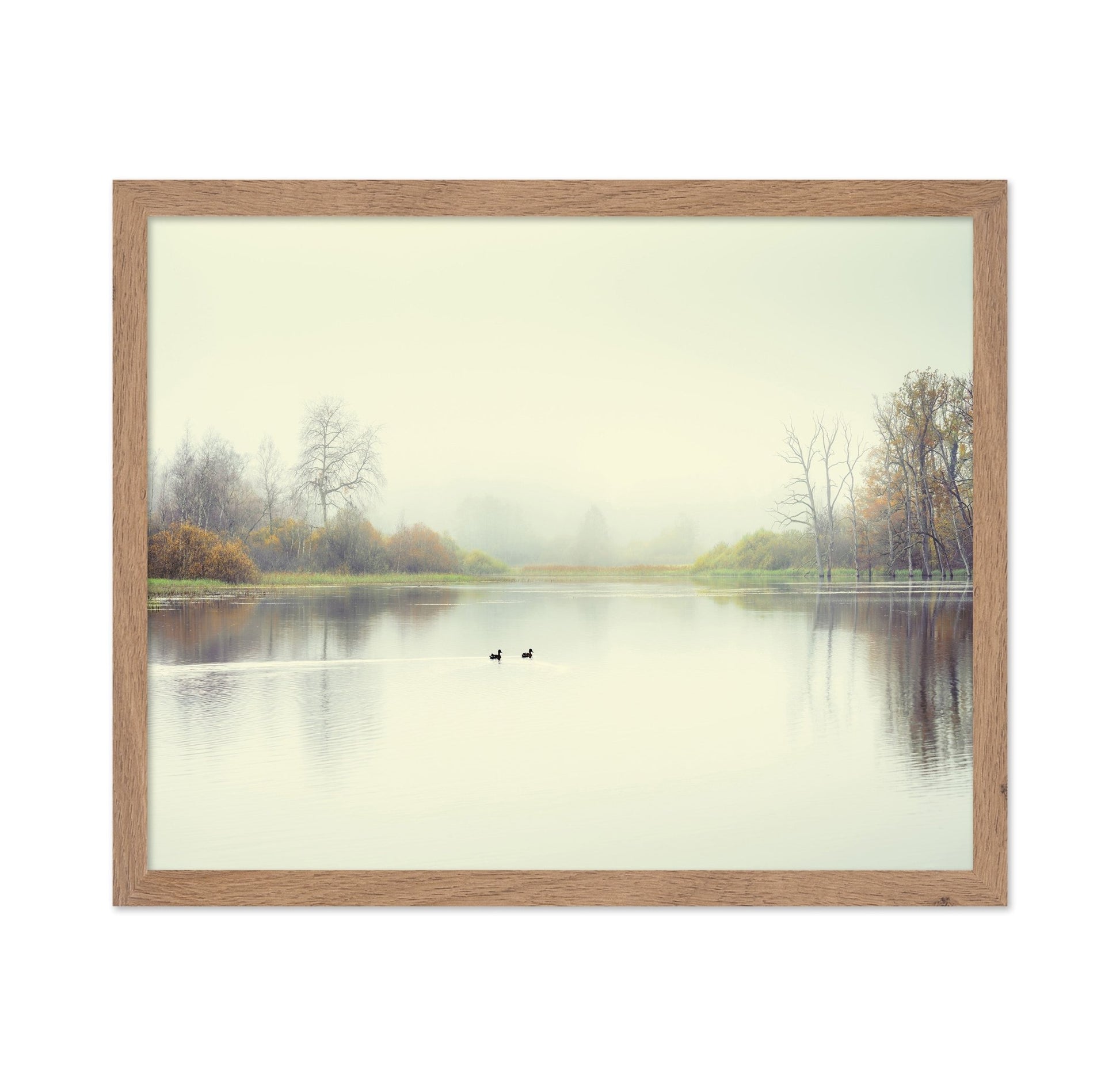 Quiet Lake Ducks