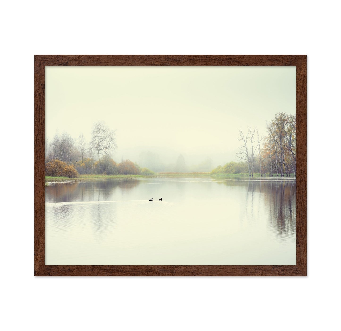 Quiet Lake Ducks