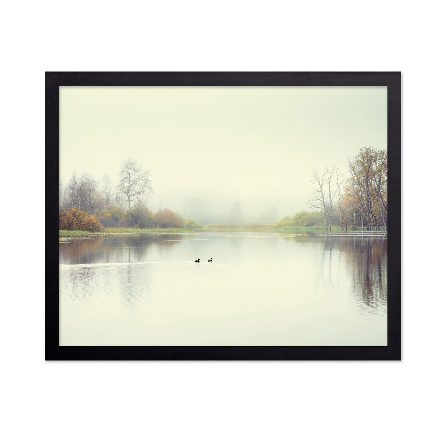 Quiet Lake Ducks