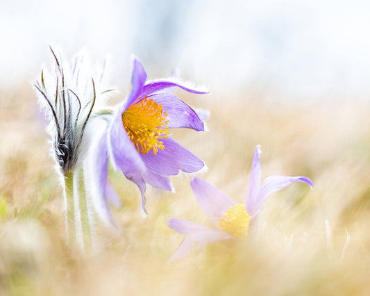 Soft Wildflower Glow