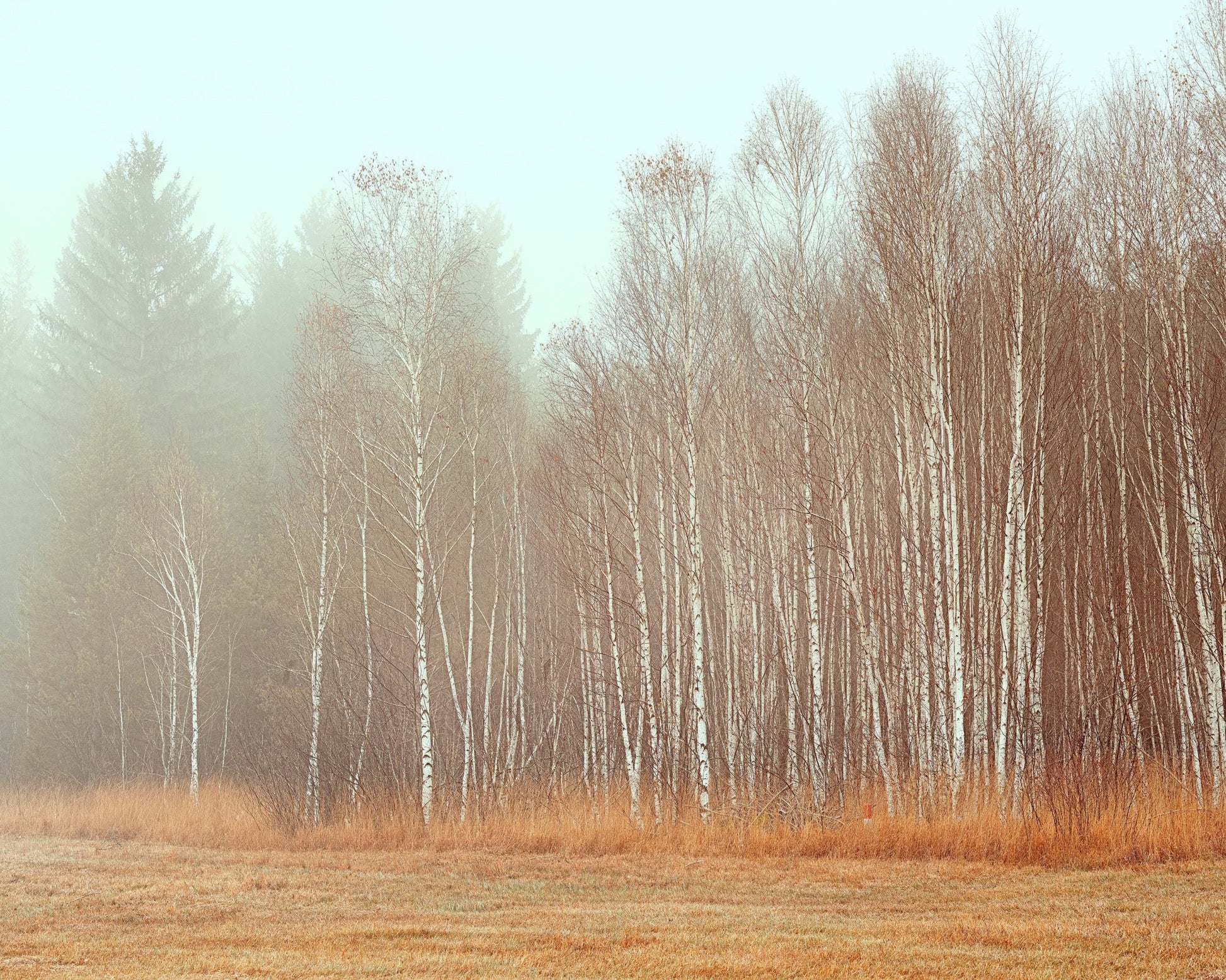 Misty Birch Grove