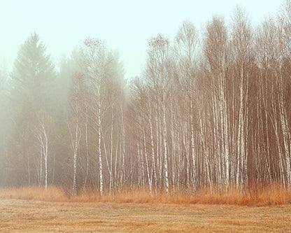 Misty Birch Grove