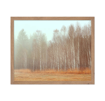 Misty Birch Grove