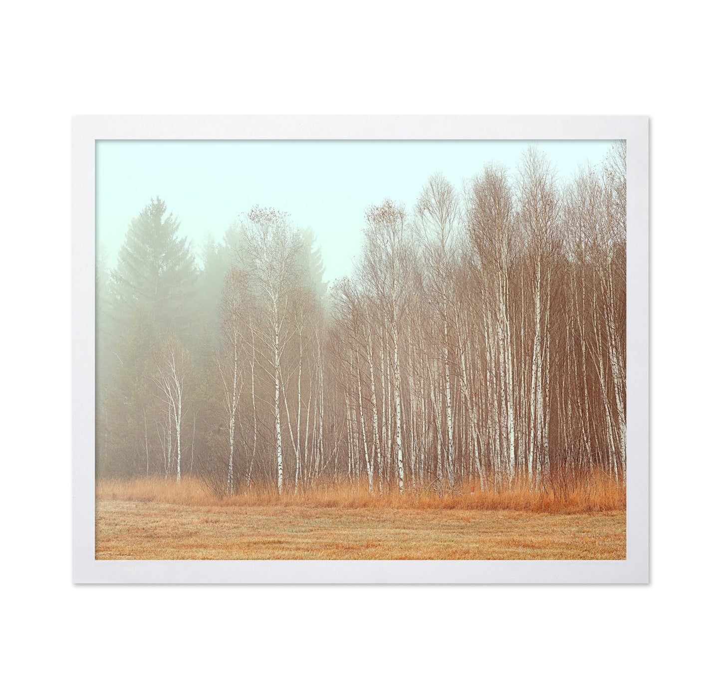 Misty Birch Grove