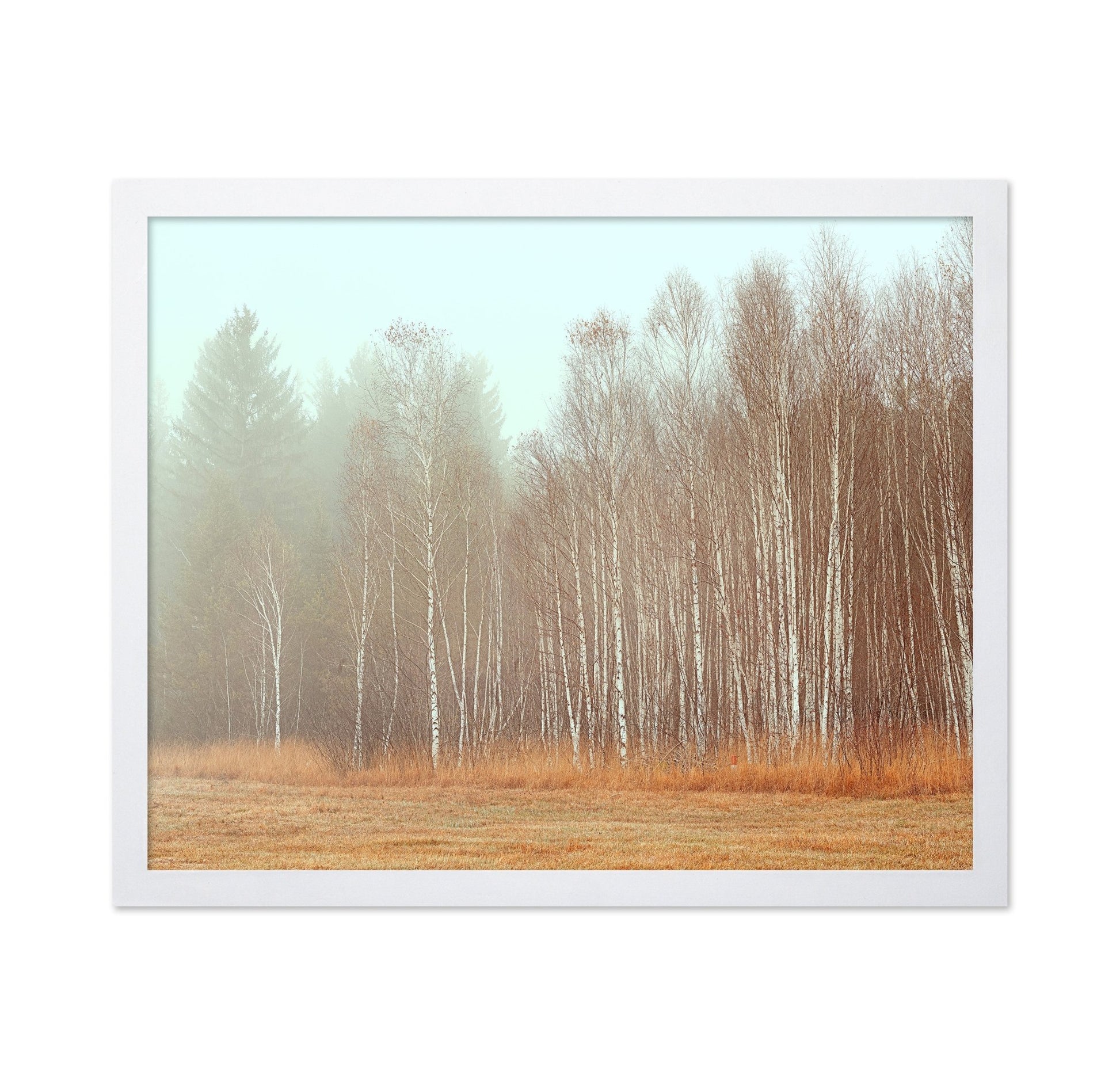 Misty Birch Grove