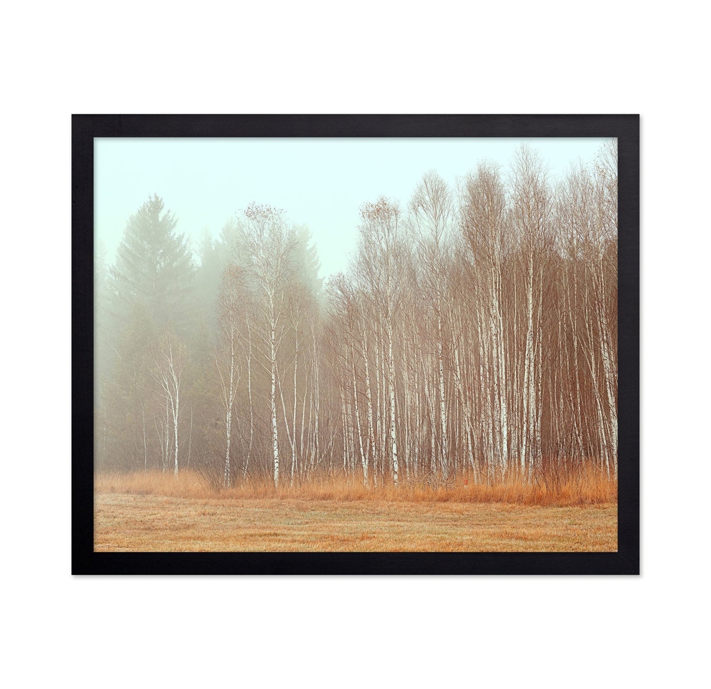 Misty Birch Grove