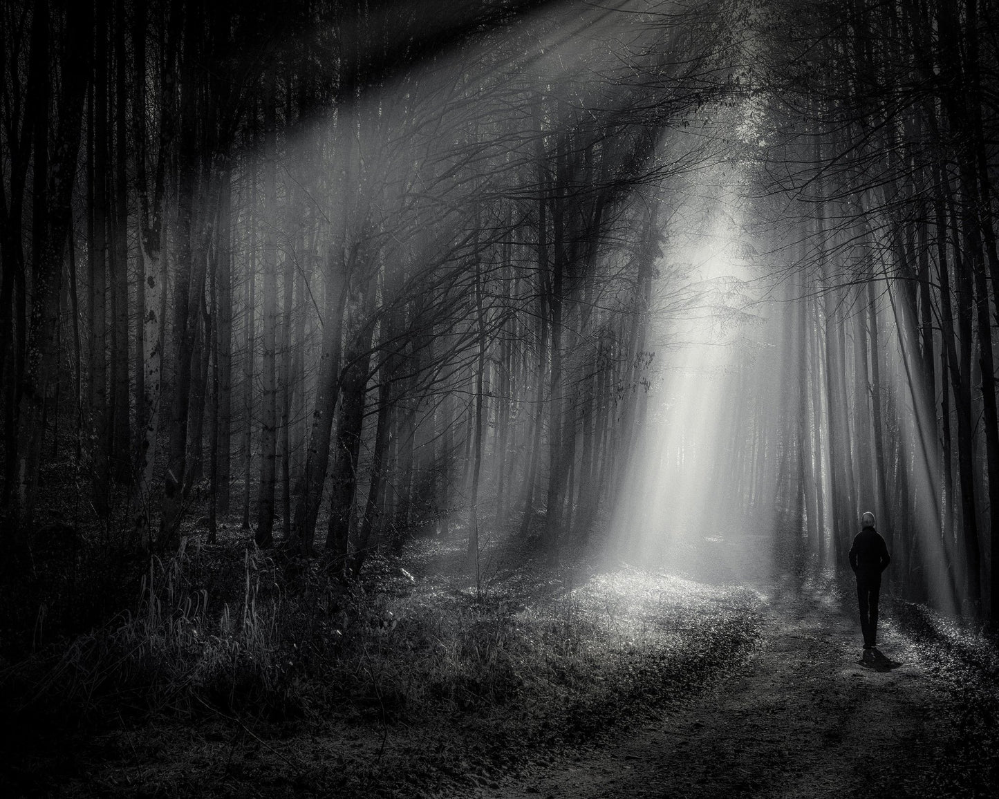 Light Path Forest