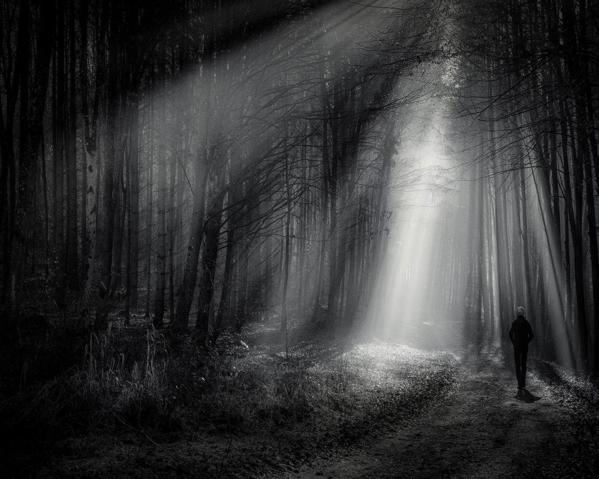 Light Path Forest