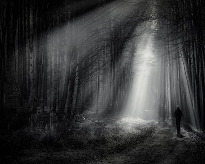 Light Path Forest