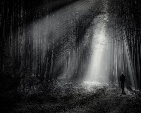 Light Path Forest